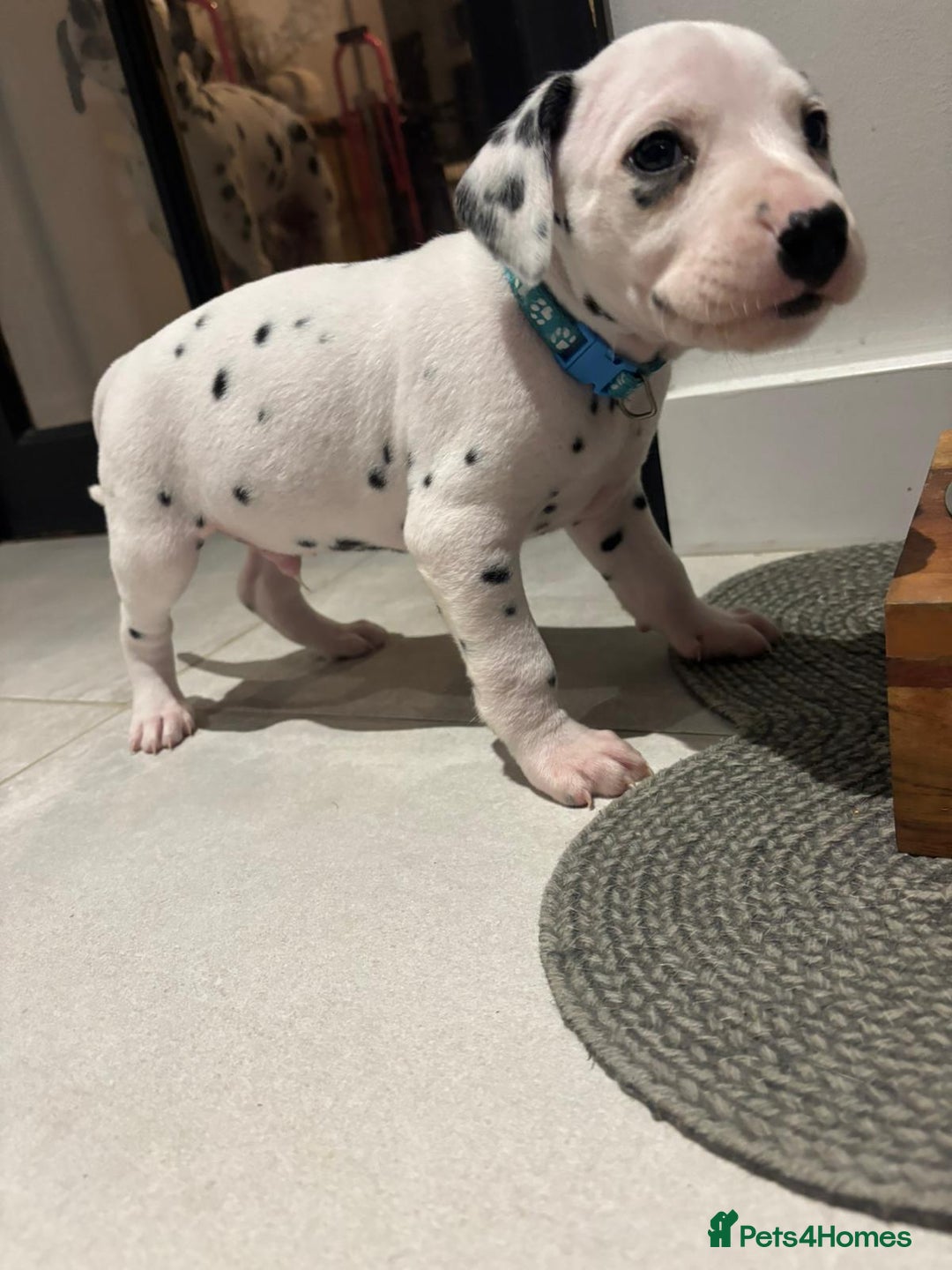 Dalmatian dogs for sale: Dalmatians for Sale (Last 2 Boys Left) - Advert 27