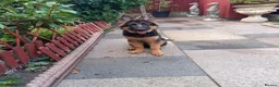 German Shepherd dogs for sale: Kc German Shepard long haired  - Advert 3