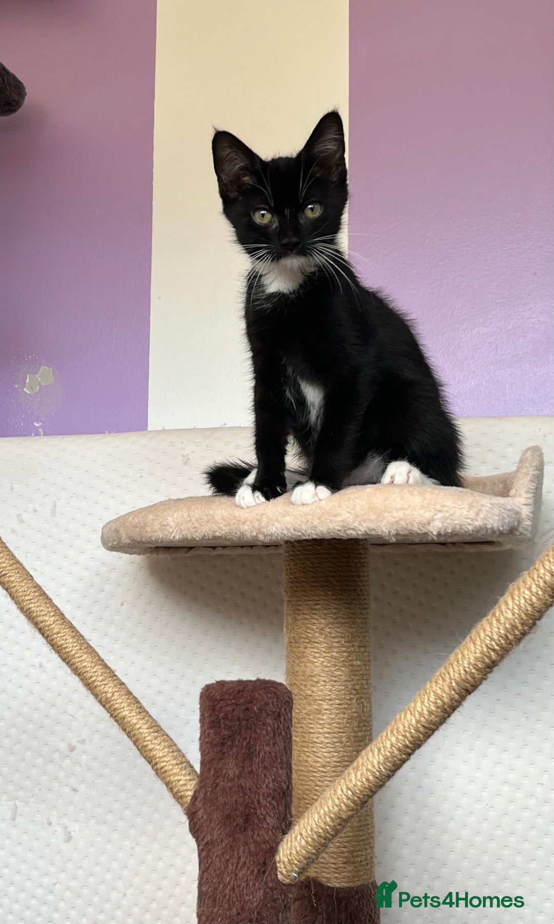 Domestic Shorthair cats for sale: Kittens - Image 9