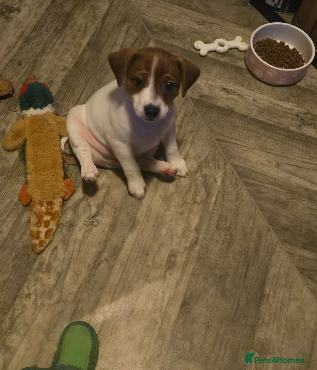 Jack Russell dogs for sale: Jack Russell puppies tri colour  - Advert 28