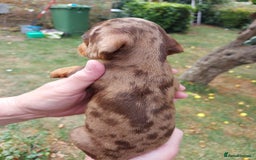 Miniature Dachshund dogs for sale: Beautiful litter of 6 true to type miniature pups. - Image 18