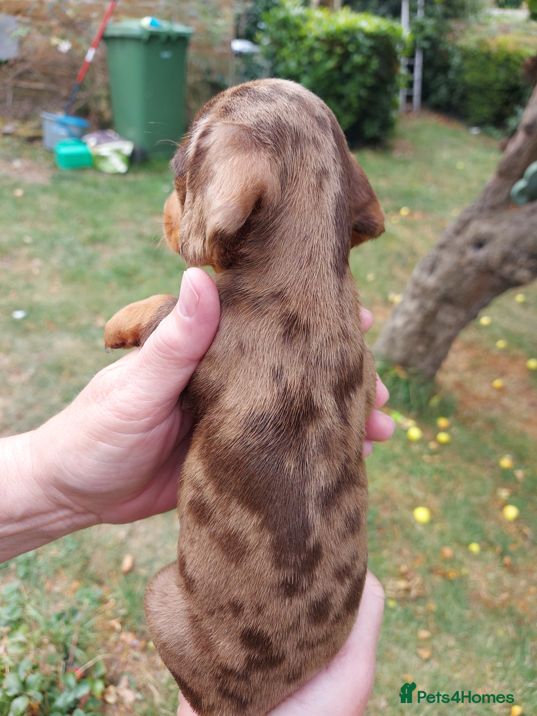 Miniature Dachshund dogs for sale: Beautiful litter of 6 true to type miniature pups. - Image 18