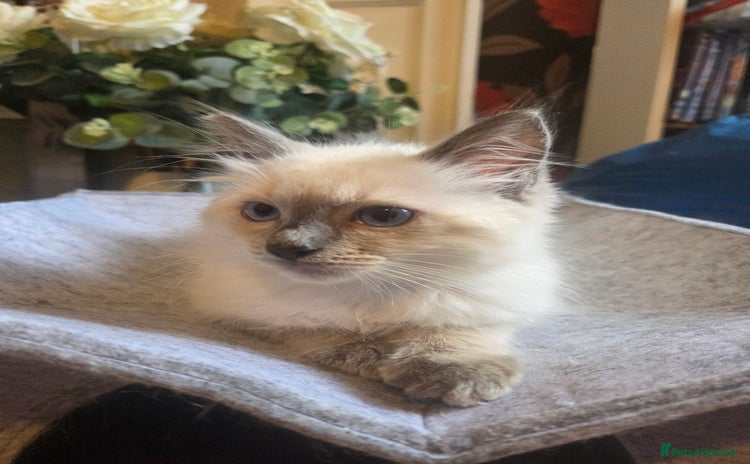 Ragdoll cats - Advert 2