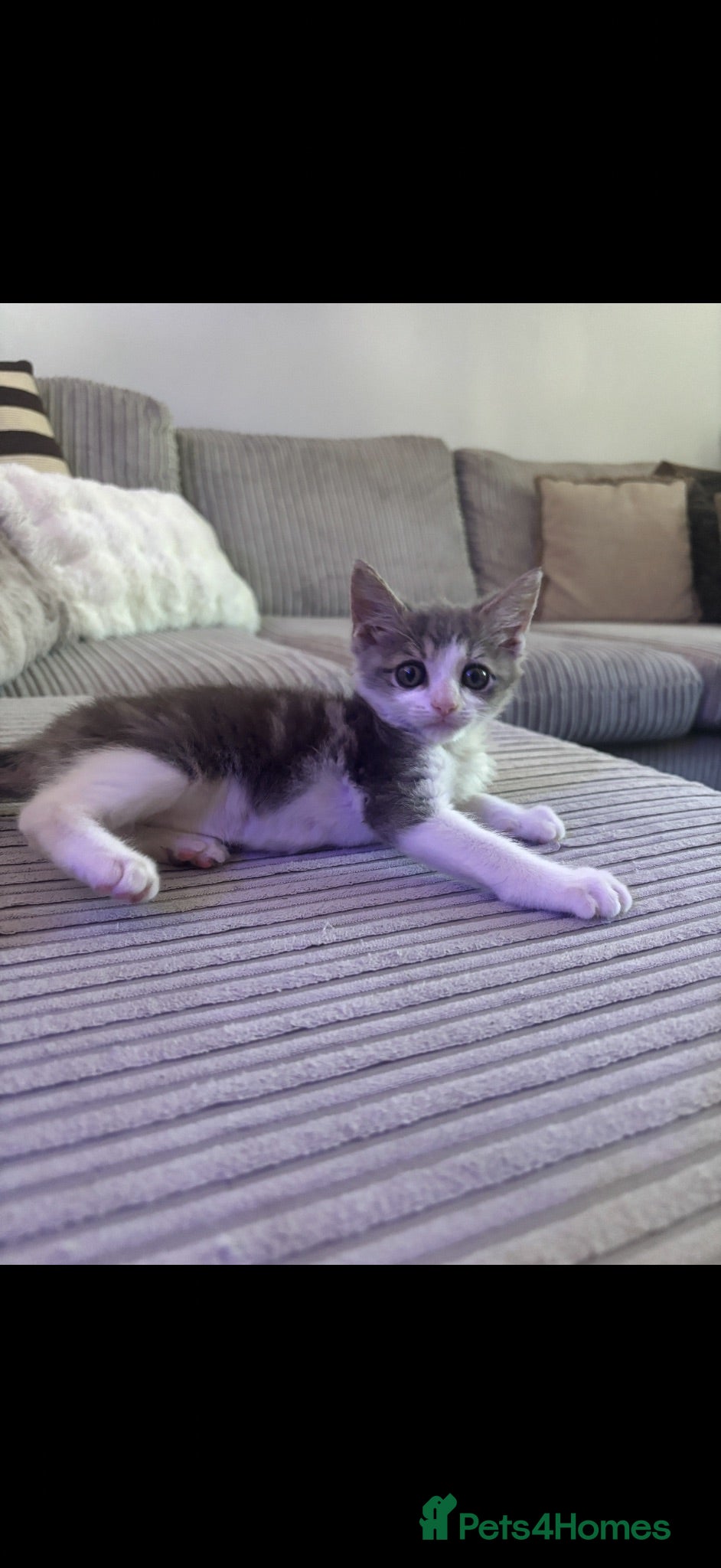 Mixed Breed cats READY NOW LAST ONE LEFT Beautiful friendly kitten  - Advert 1