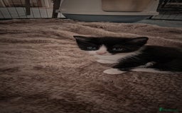 Mixed Breed cats for sale: 4 GORGEOUS BLACK AND WHITE KITTENS - Image 10