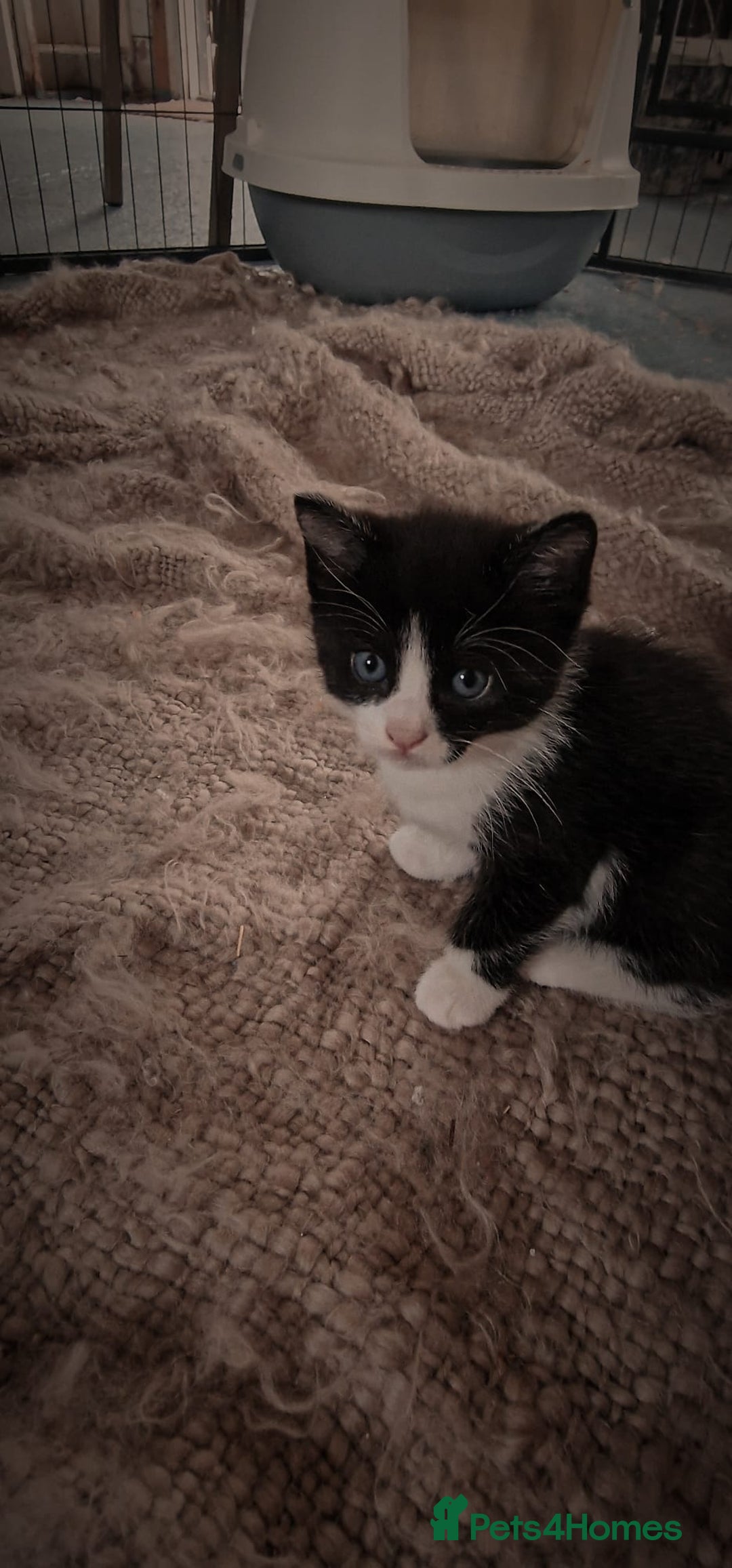 Mixed Breed cats for sale: 4 GORGEOUS BLACK AND WHITE KITTENS - Image 10
