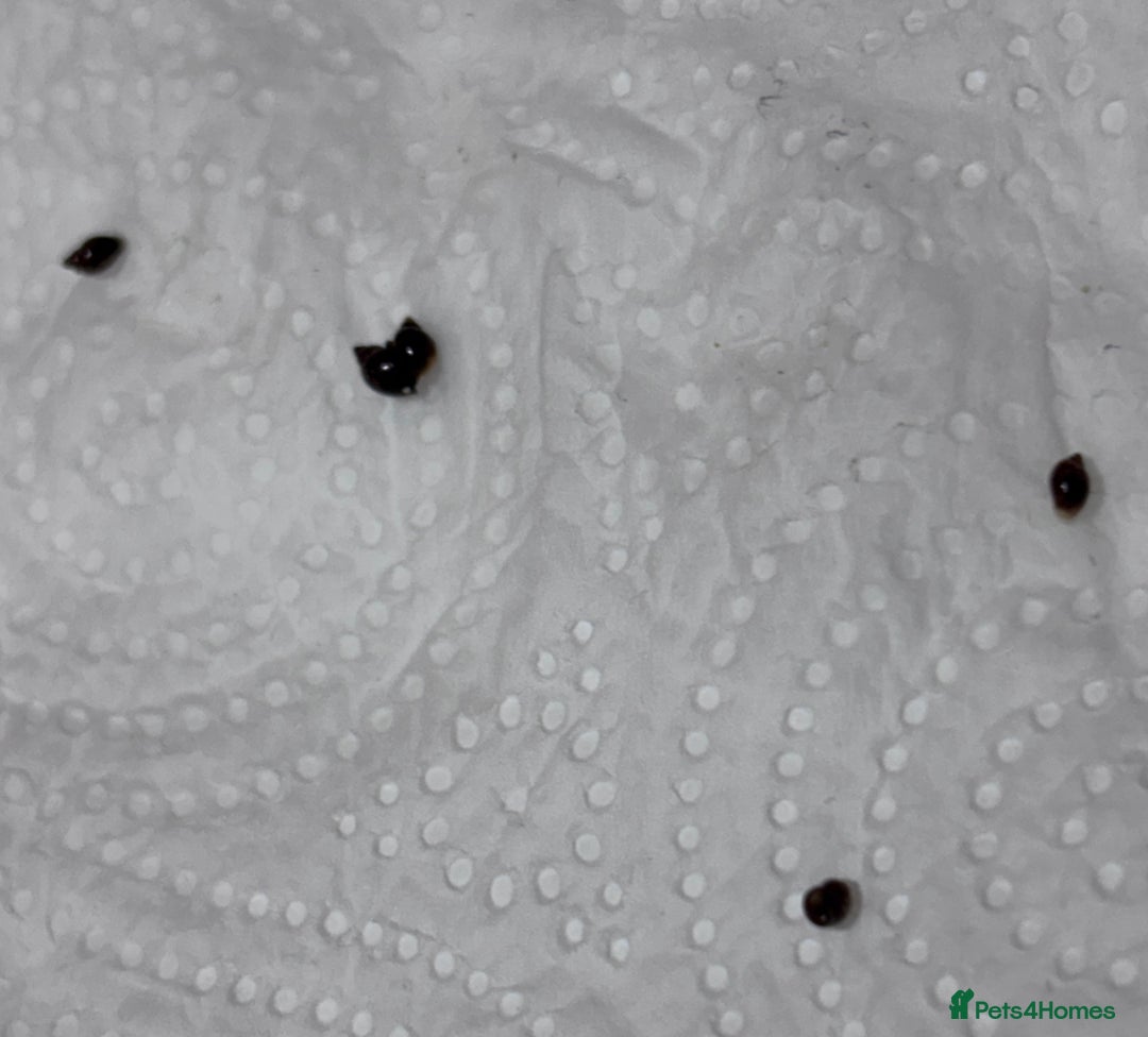 Snails invertebrates for sale: Aquarium snails  - Advert 5