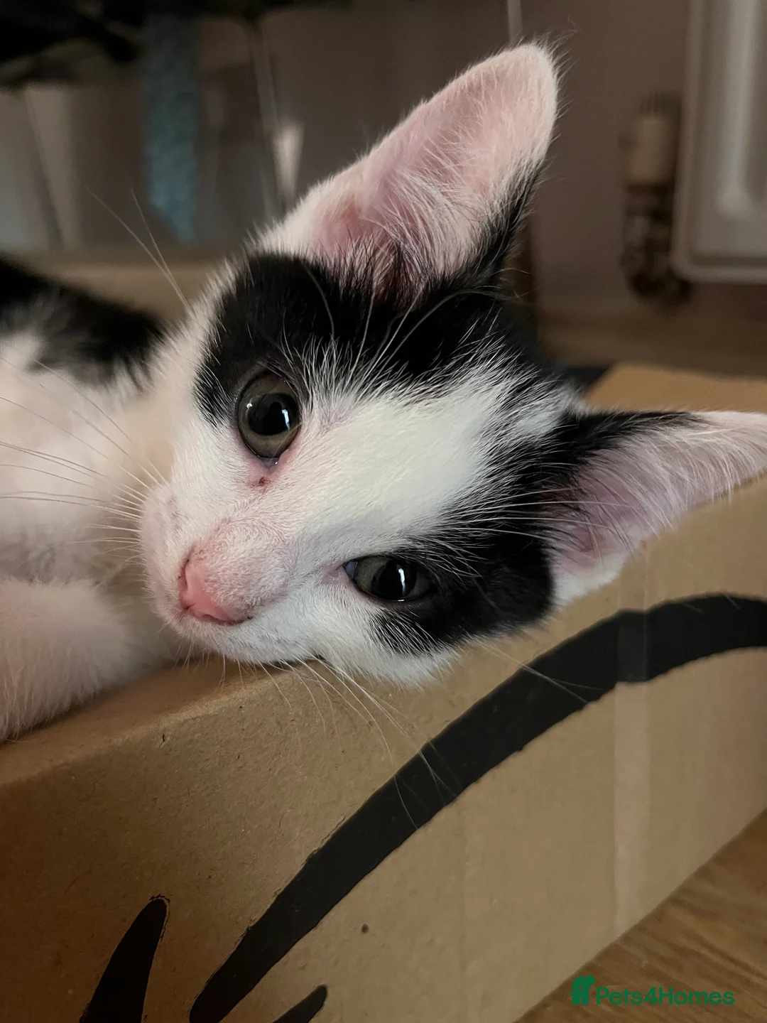 Mixed Breed cats for sale: 5 male kittens ready to find their forever homes.  - Advert 12