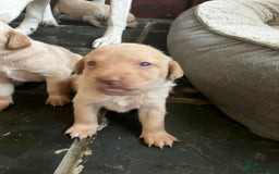 Labrador Retriever dogs for sale: Quality kc Labrador puppies 4 Males Ready Now - Image 12