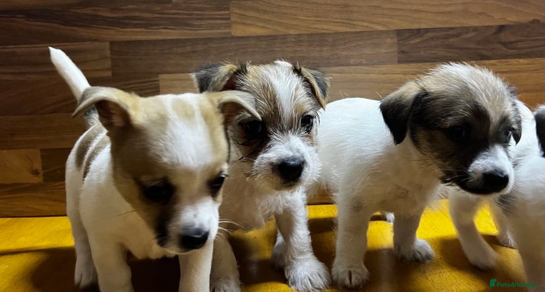 Mixed Breed dogs for sale: Jack Russell with a hint of Bichon Frise. - Image 19