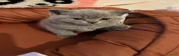 British Shorthair cats for sale: 🐾 Beautiful British Shorthair Kittens 🐾 in Huddersfield - Advert 21