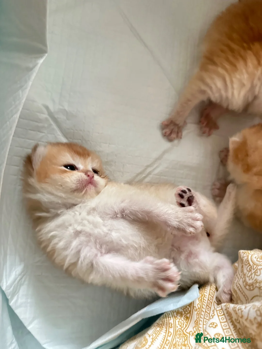 British Shorthair cats for sale: Gorgeous GCCF registered British shorthair Gold. - Advert 1