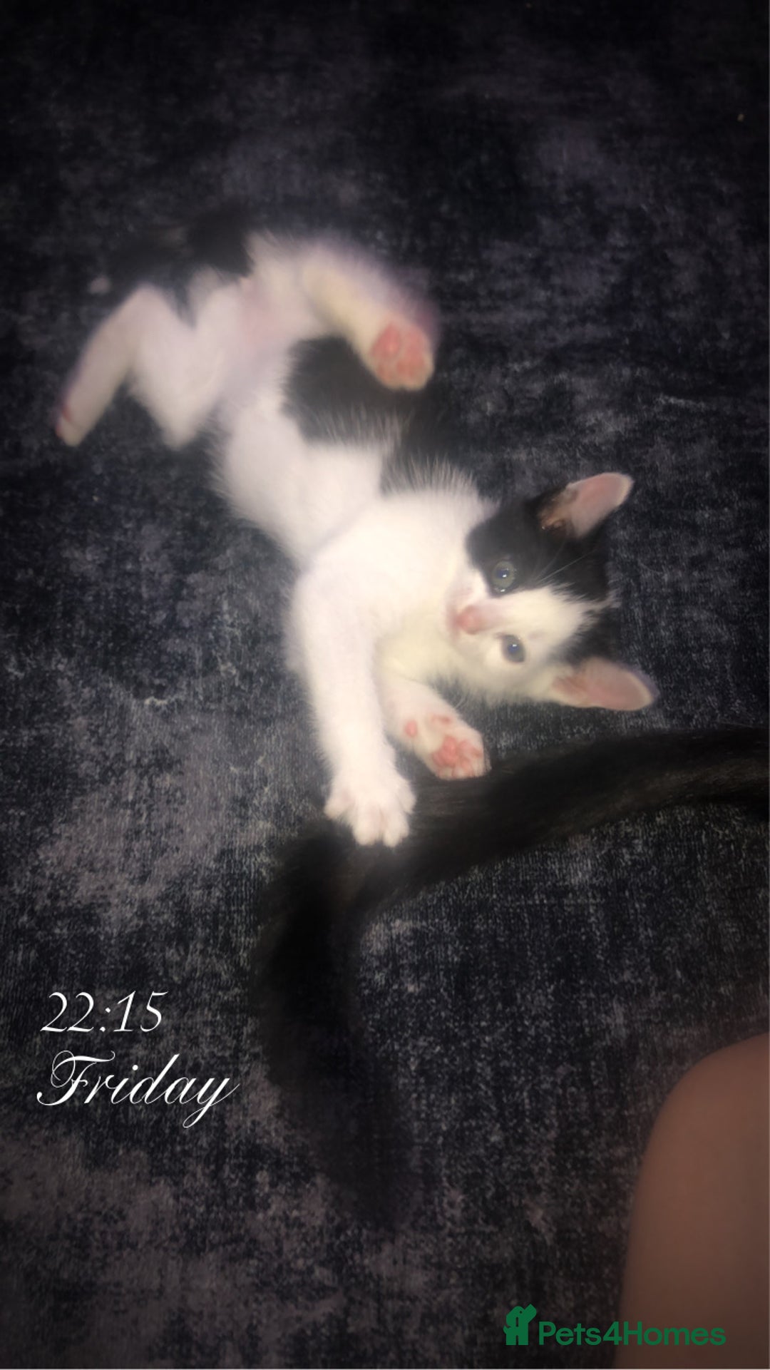 Mixed Breed cats for sale: Kittens available  - Image 1