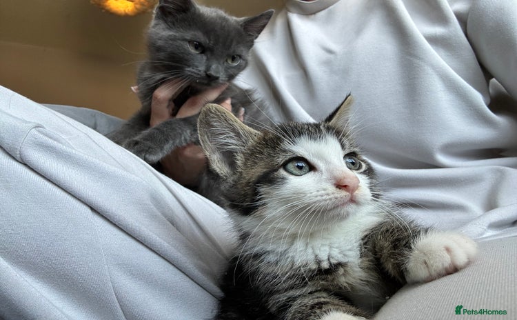 Mixed Breed cats - Advert 2