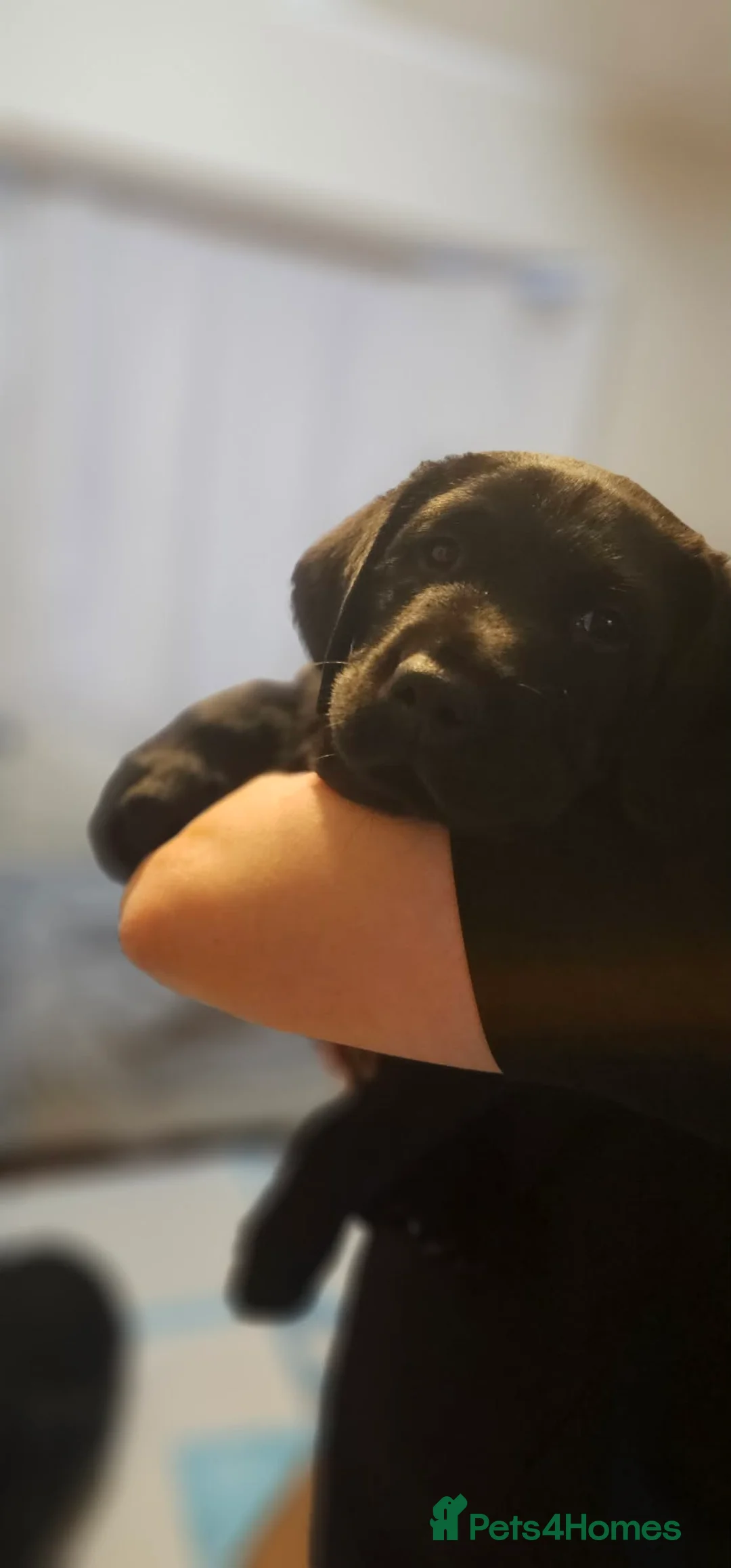 Labrador Retriever dogs for sale: Beautiful Labrador Puppies  - Advert 2