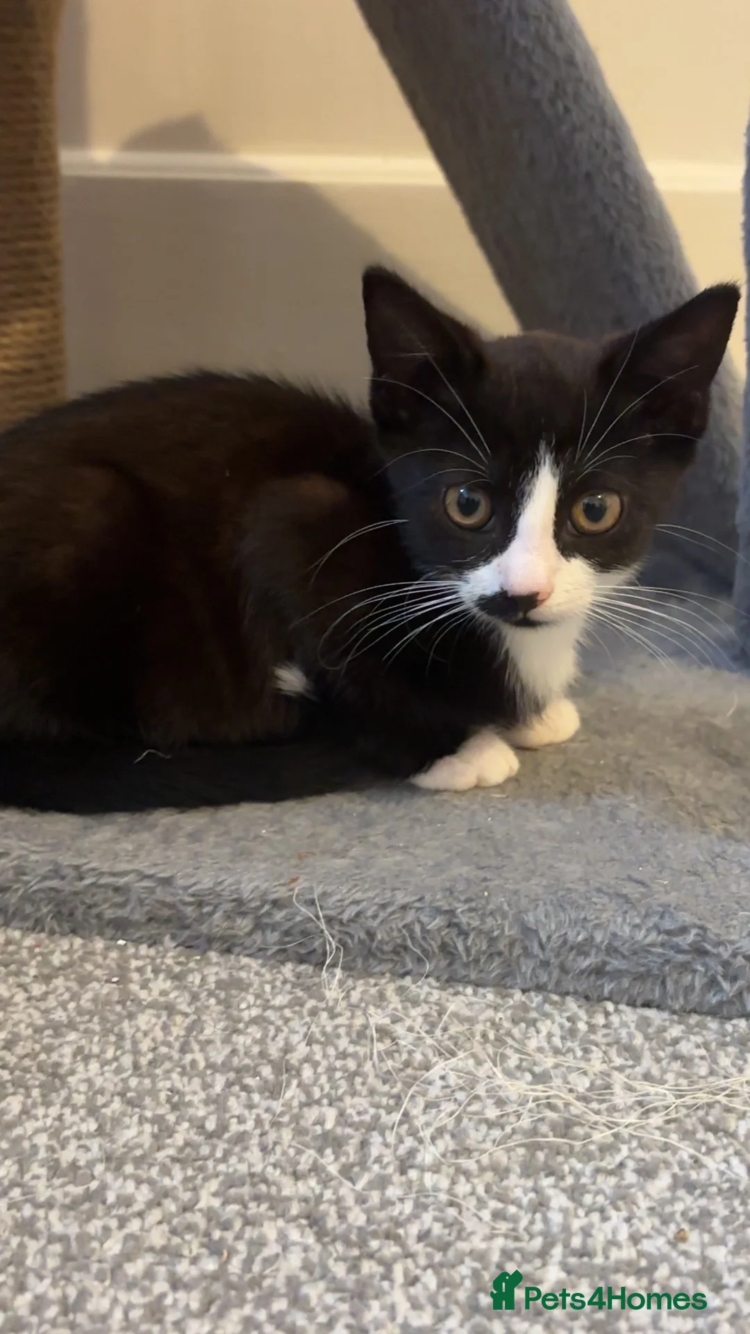 Mixed Breed cats for sale: Black and white cat - Advert 1