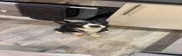 Border Collie dogs for sale: Bella  - Advert 3