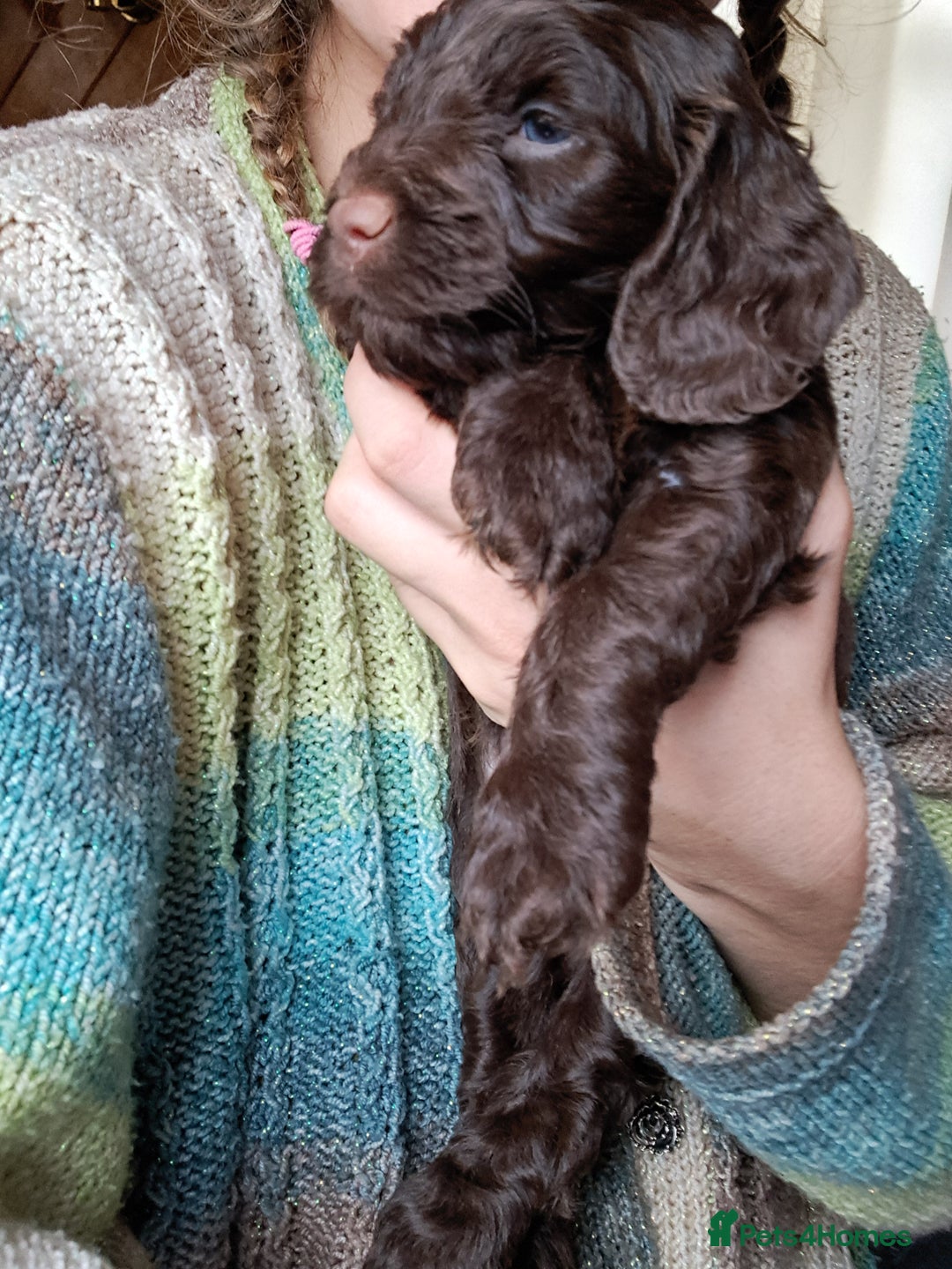 Cockapoo dogs for sale: Toy F1 Cockerpoo last chocolate boy  - Advert 28