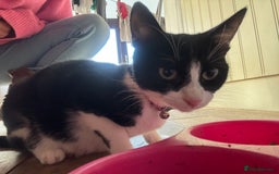 Mixed Breed cats for sale: Kittens for sale  - Advert 7