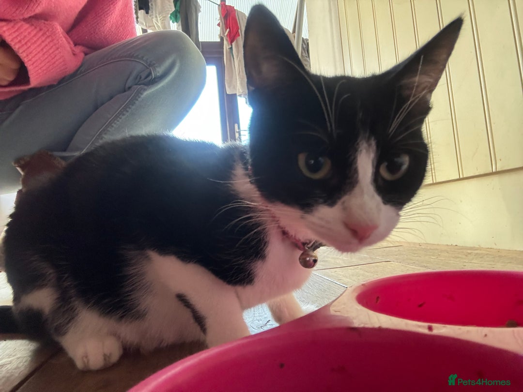 Mixed Breed cats for sale: Kittens for sale  - Advert 7