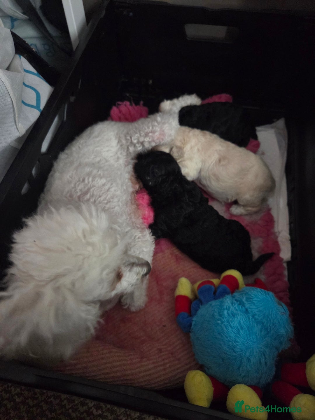 Toy Poodle dogs for sale: Stunning KC reg toy poodle puppies - Image 5