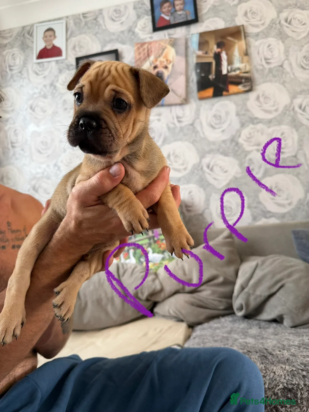 Mixed Breed dogs for sale: Gorgeous little of Shar pies cross French bulldog  - Advert 2