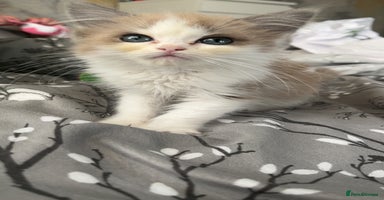 Ragdoll cats - Advert 10