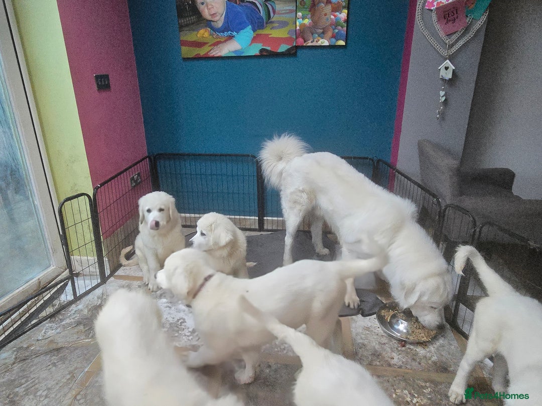 Pyrenean Sheepdog dogs for sale: Polish Tatra Shepherd (Owczarek Podhalański) - Advert 7