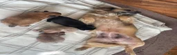 Chihuahua dogs for sale: Chihuahua Puppies in Southport - Advert 7