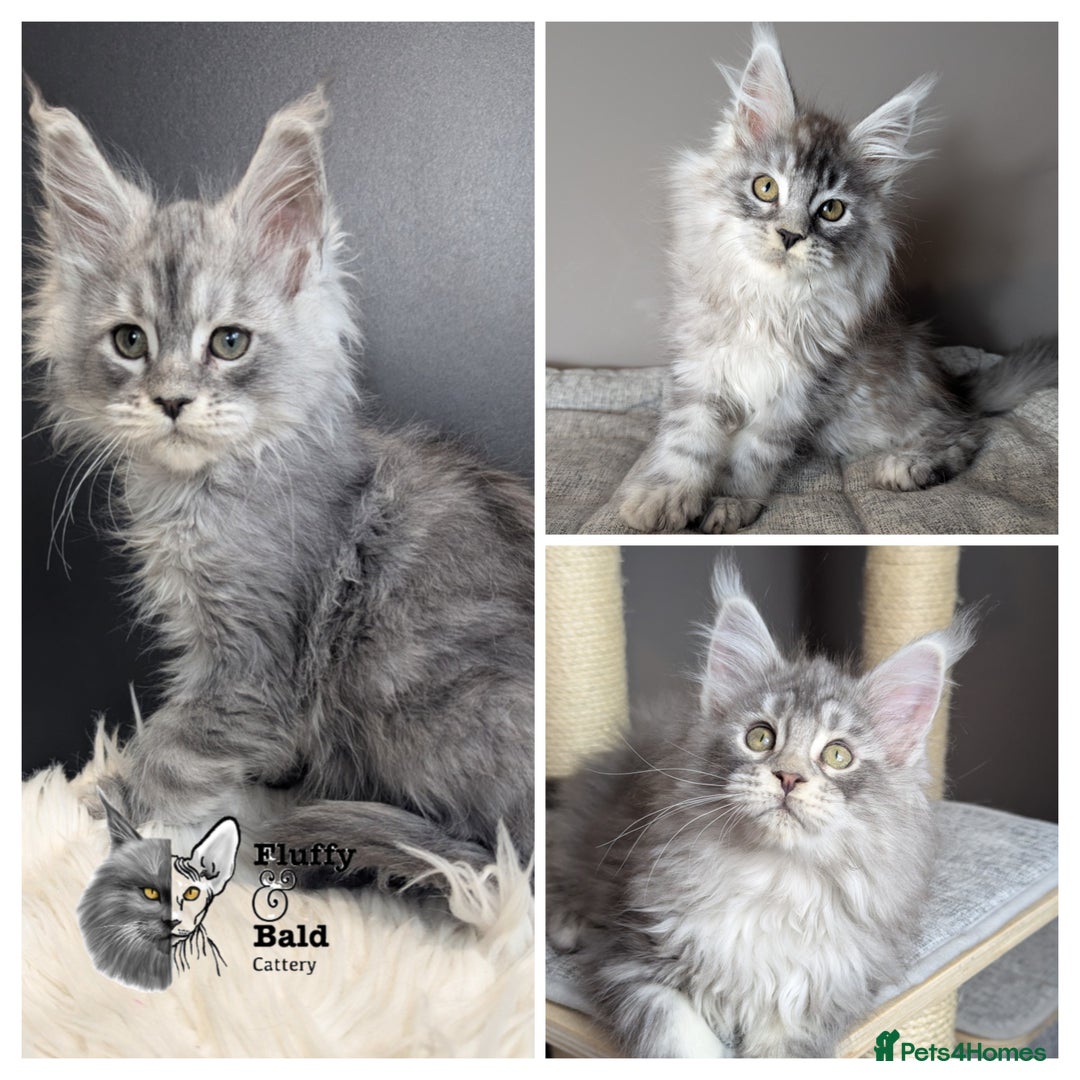 Maine Coon cats for sale: Outstanding siblings Russian bloodline  - Advert 1