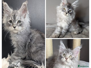 Maine Coon cats Outstanding siblings Russian bloodline - Advert 4