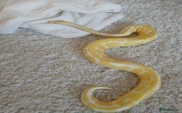Python Snake reptiles for sale: Friendly Albino Royal Python and vivarium  - Image 3