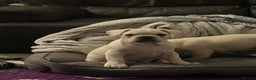 French Bulldog dogs for sale: French bulldog pups ❤️ - Advert 32