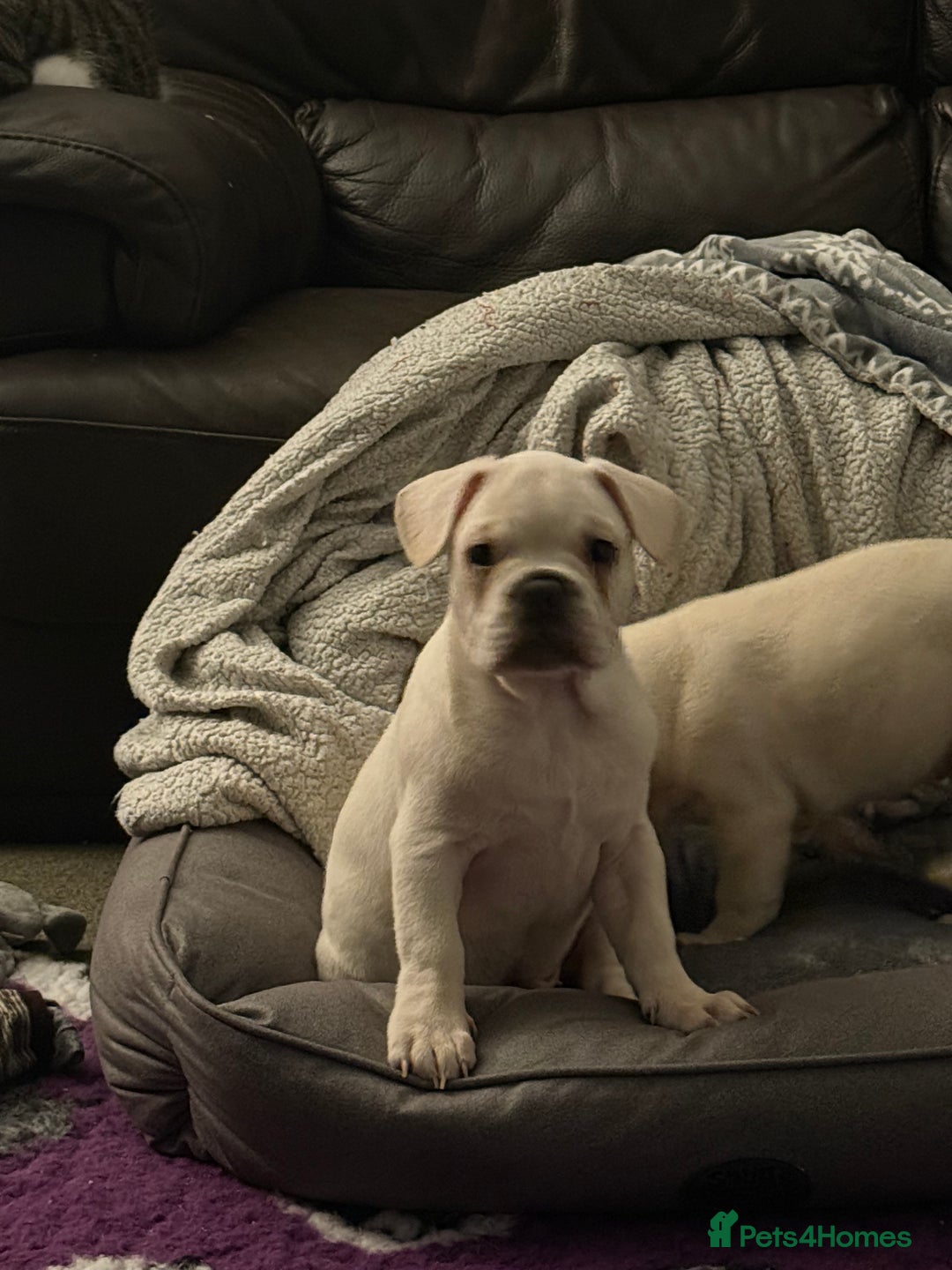 French Bulldog dogs for sale: French bulldog pups ❤️ - Advert 32