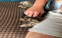 Mixed Breed cats for sale: 2 beautiful female kittens - Image 3
