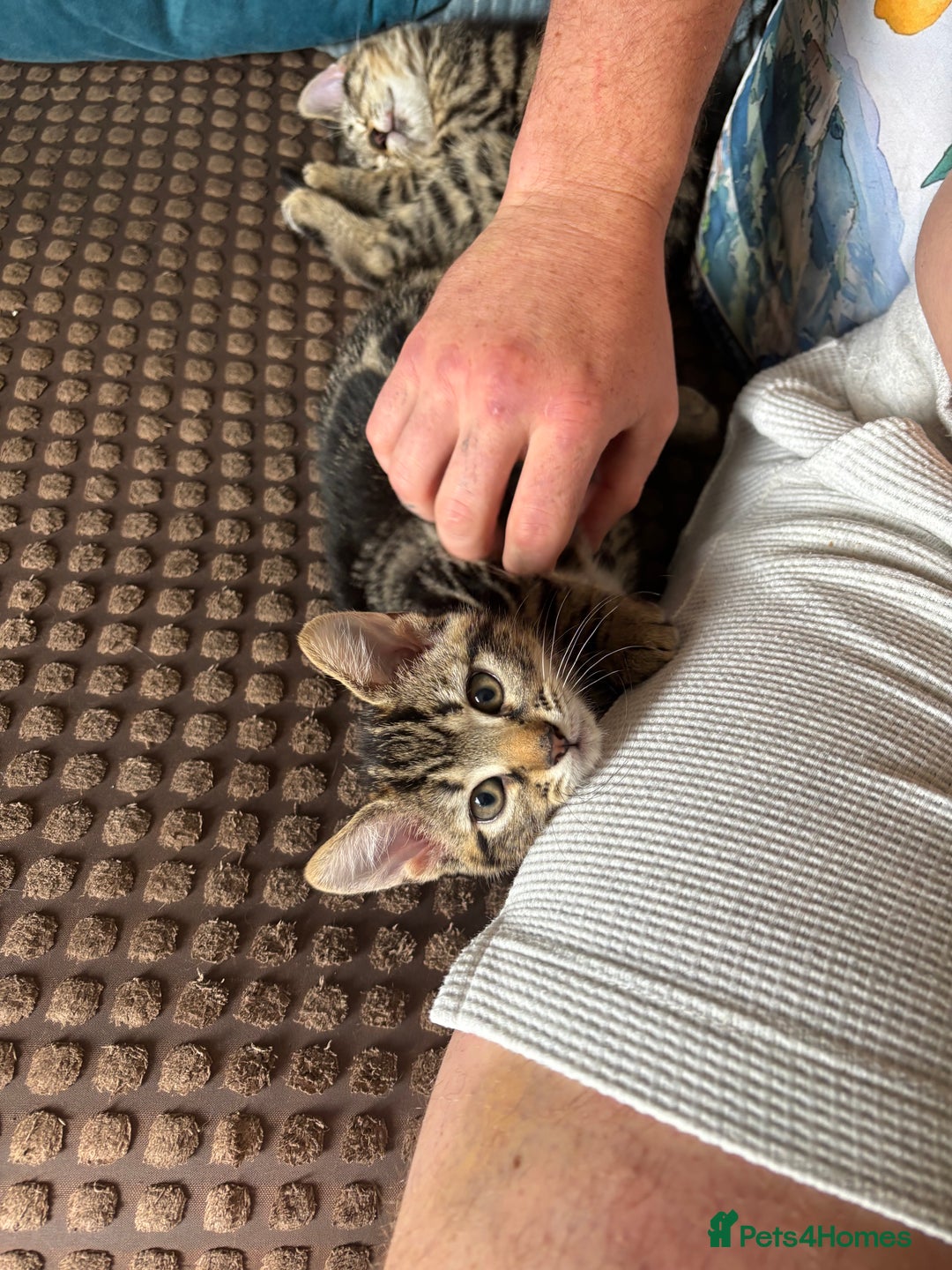 Mixed Breed cats for sale: 2 beautiful female kittens - Image 3