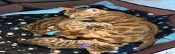 Bengal cats for sale: 🐾 Purebred Bengal Kittens for Sale 🐾 - Advert 21