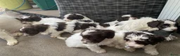 Cockapoo dogs for sale: Cockapoo puppys - Advert 3