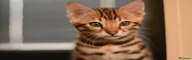Bengal 4