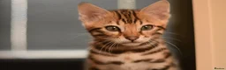 Bengal cats for sale: Registered pedigree bengal kittens - Advert 14