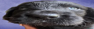 Mixed Breed 2