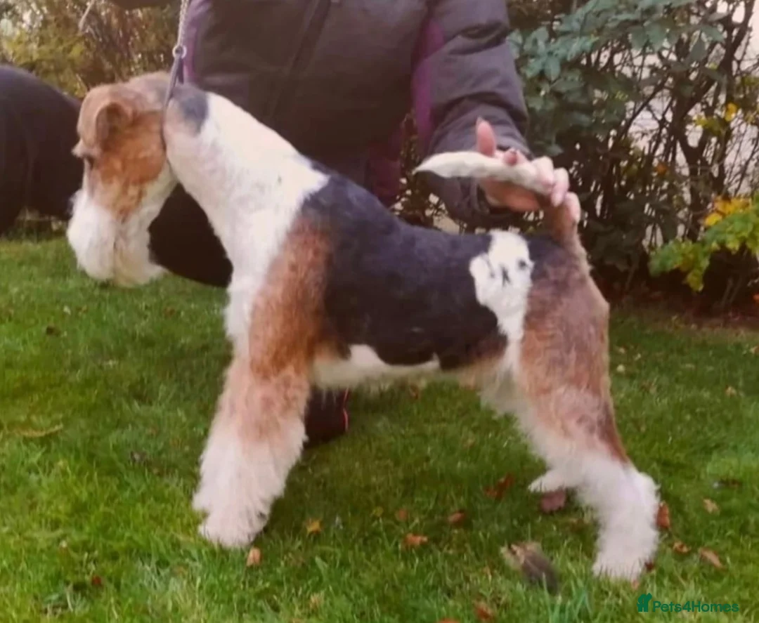 Fox Terrier dogs for stud: KC REG WIRE FOX TERRIER STUD in Todmorden - Advert 8