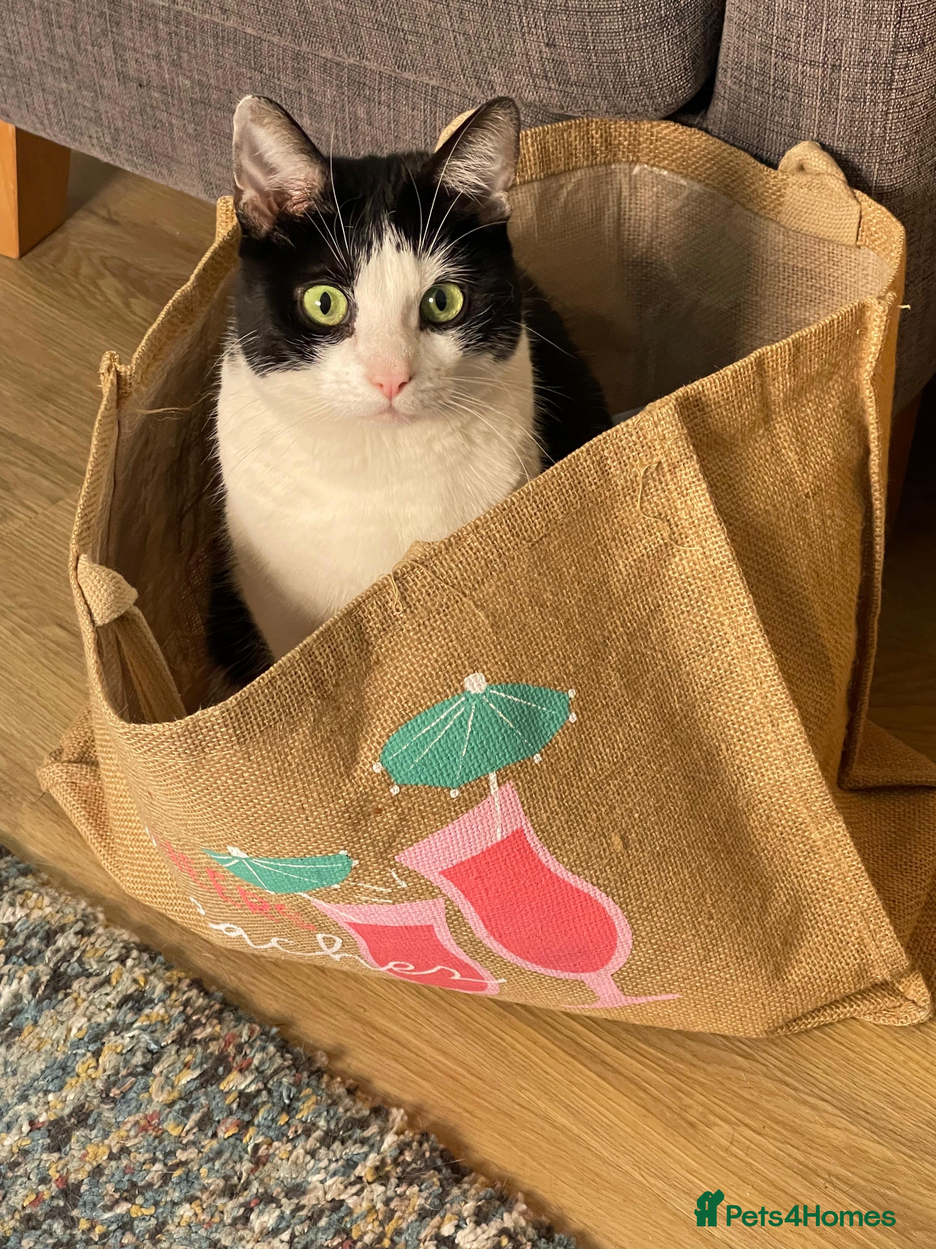 Domestic Shorthair cats Well Mannered Adult Female Cat - Advert 3