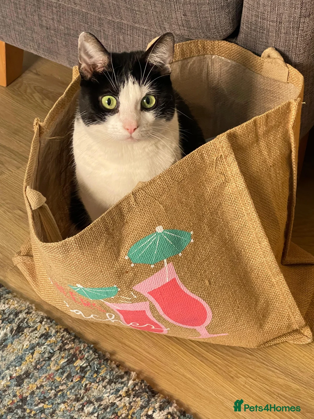 Domestic Shorthair cats for sale: Well Mannered Adult Female Cat - Advert 1