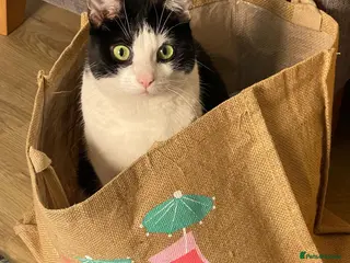 Domestic Shorthair cats Well Mannered Adult Female Cat - Advert 2