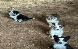 Border Collie dogs for sale: A beautiful mixed litter of border collies  - Image 6