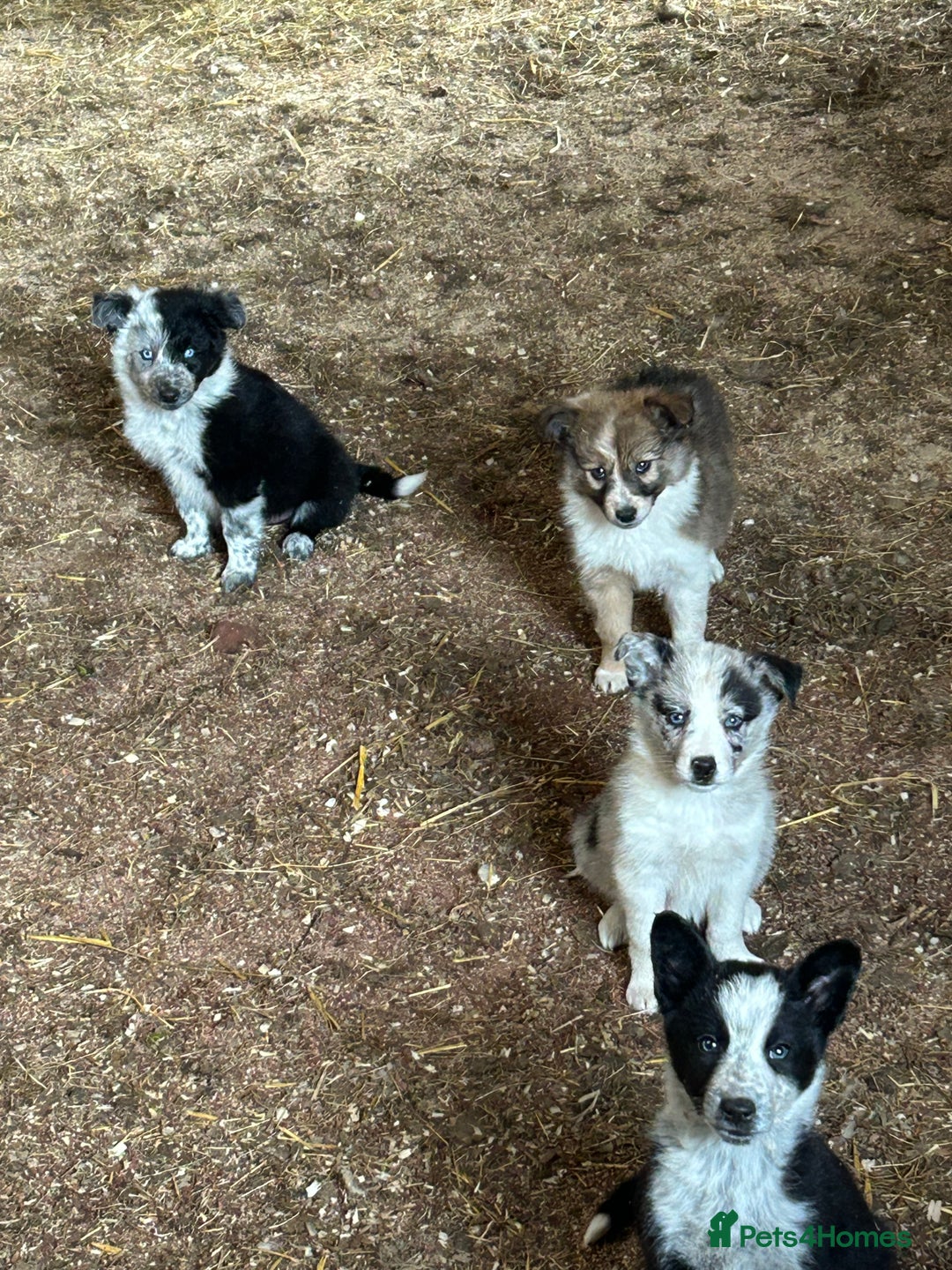 Border Collie dogs for sale: A beautiful mixed litter of border collies  - Image 6