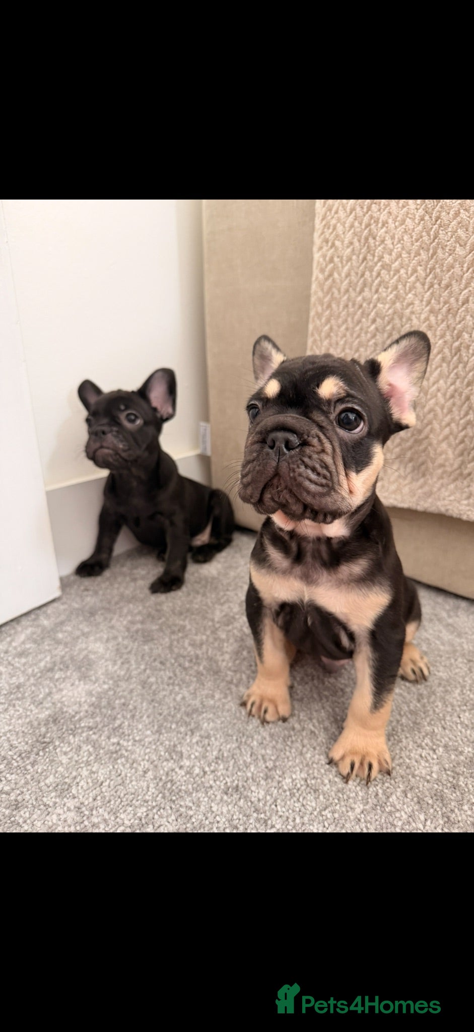 French Bulldog dogs Beautiful French bulldogs  - Advert 8