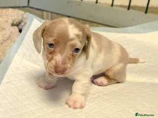 Dachshund dogs - Advert 3