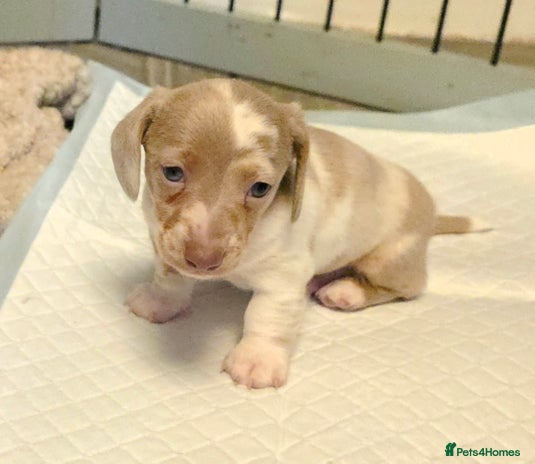 Dachshund dogs - Advert 13